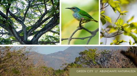 GREEN CITY LOTS AND HOMES 家具手册 (AMENIDADES) 第 2 页
