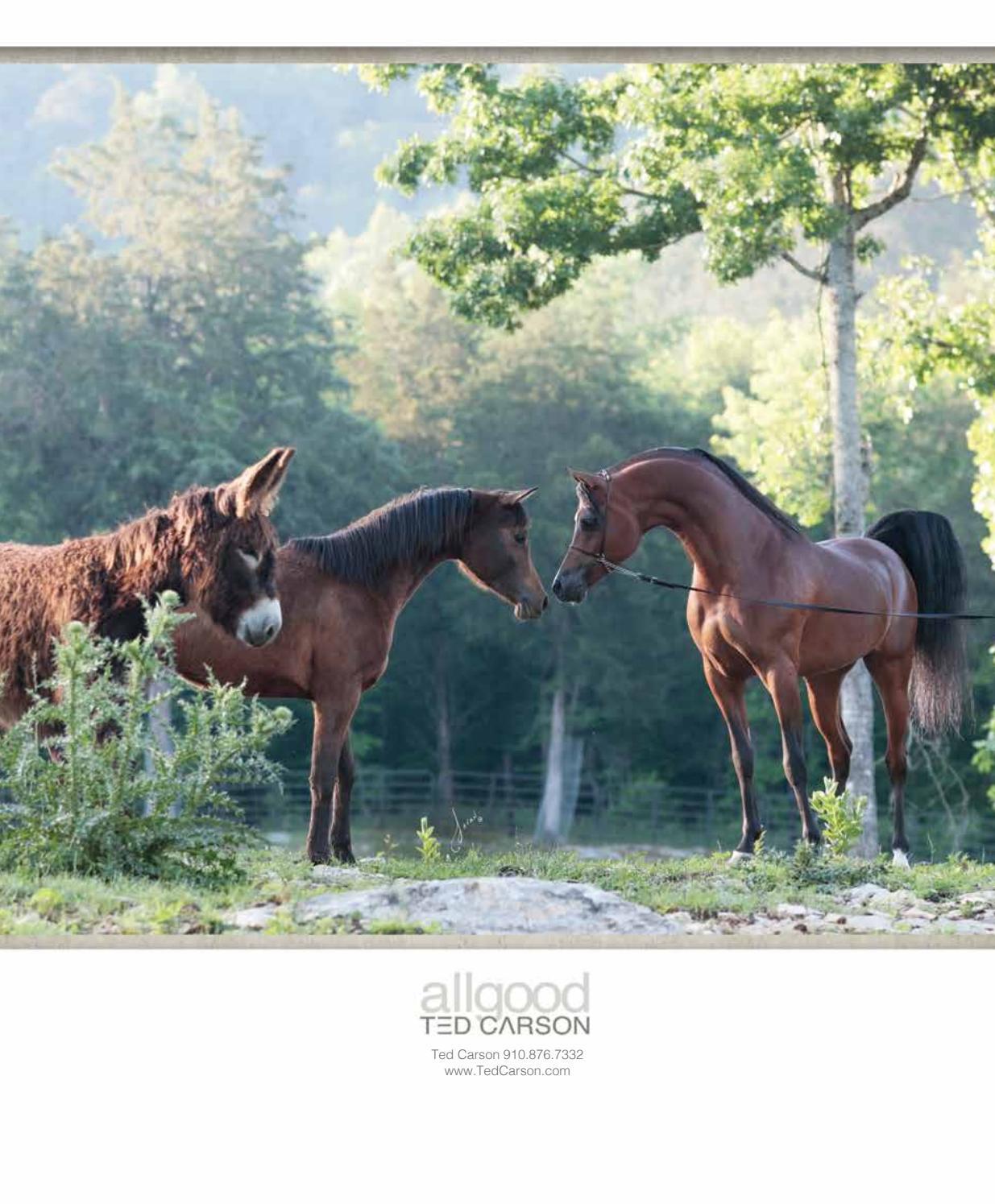 Allgood Ted Carson October 2021 by Arabian Horse Times Issuu