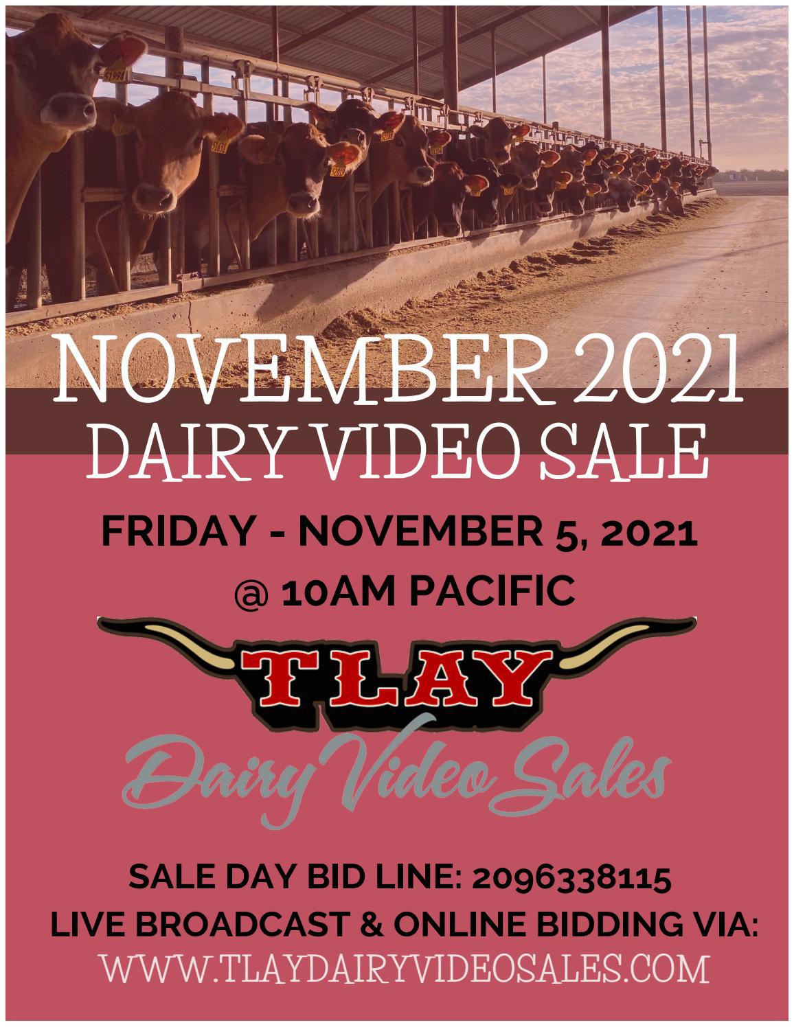 NOVEMBER 2021 TLAY DVS by TURLOCK LIVESTOCK AUCTION YARD Issuu