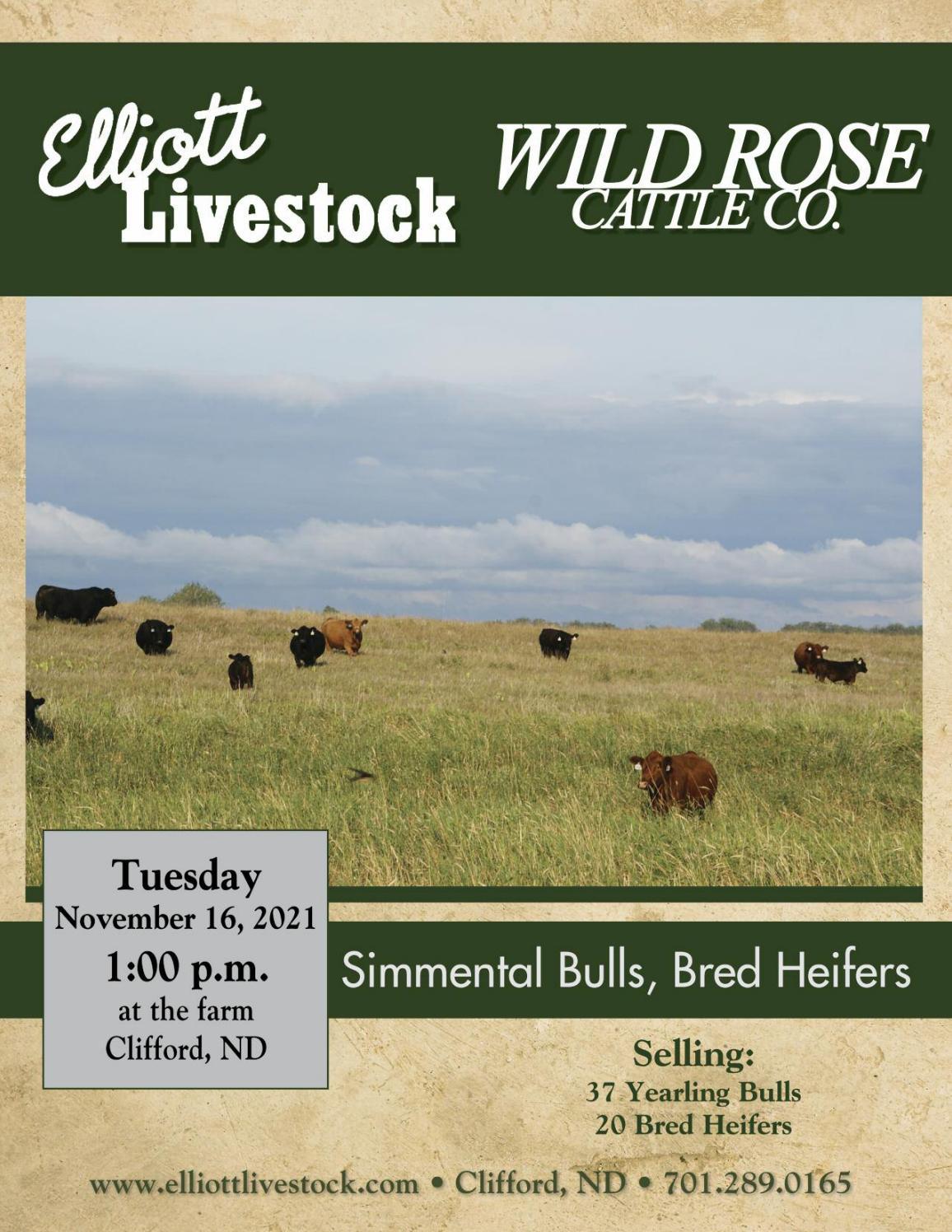 Elliott Livestock and Wild Rose Cattle CO. Simmental Bulls and Bred