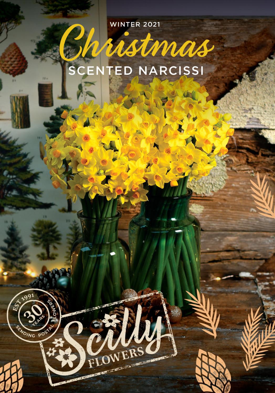 Scilly Flowers Winter 2021 newsletter by scillyflowers Issuu