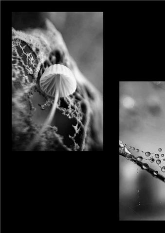 Black and white 第 16 页