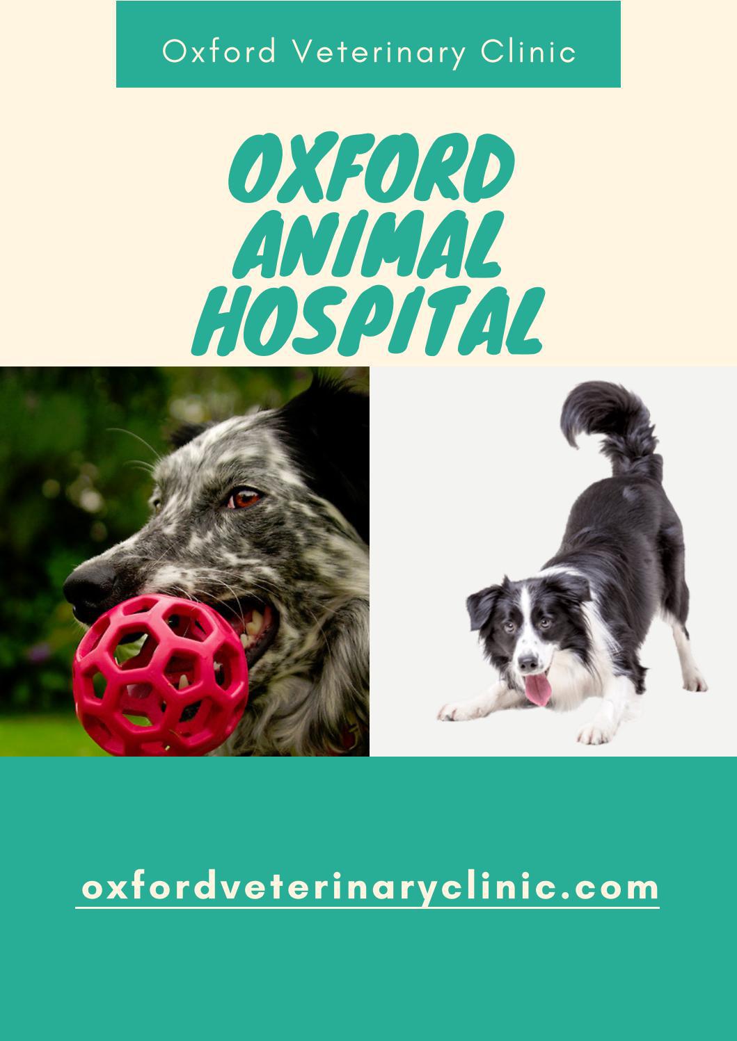 Oxford Animal Hospital Vet Clinic by Oxford Veterinary Clinic Issuu