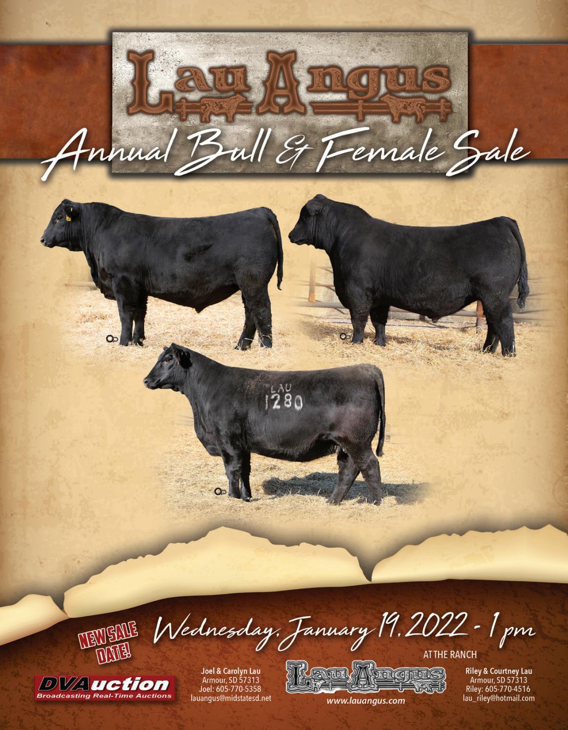 2022 Lau Angus Annual Bull & Female Sale by kelsey.steinkraus Issuu