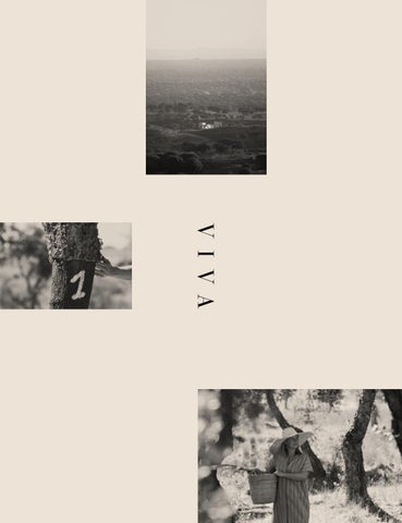 VIVA Kollektion 2022 第 2 页