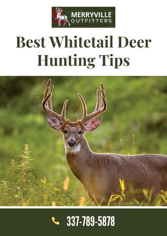Best Whitetail Deer Hunting Tips by louisianadeerhunt Issuu