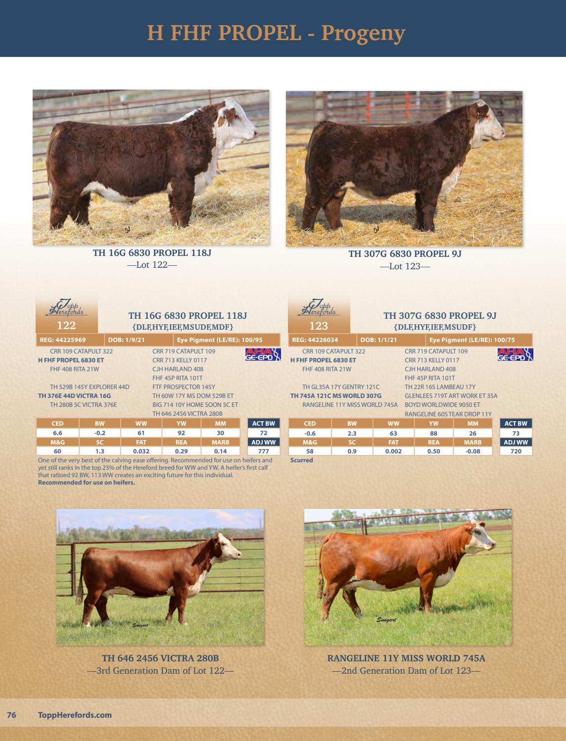 Topp Herefords 2022 Bull Sale Catalog by Topp Herefords Issuu