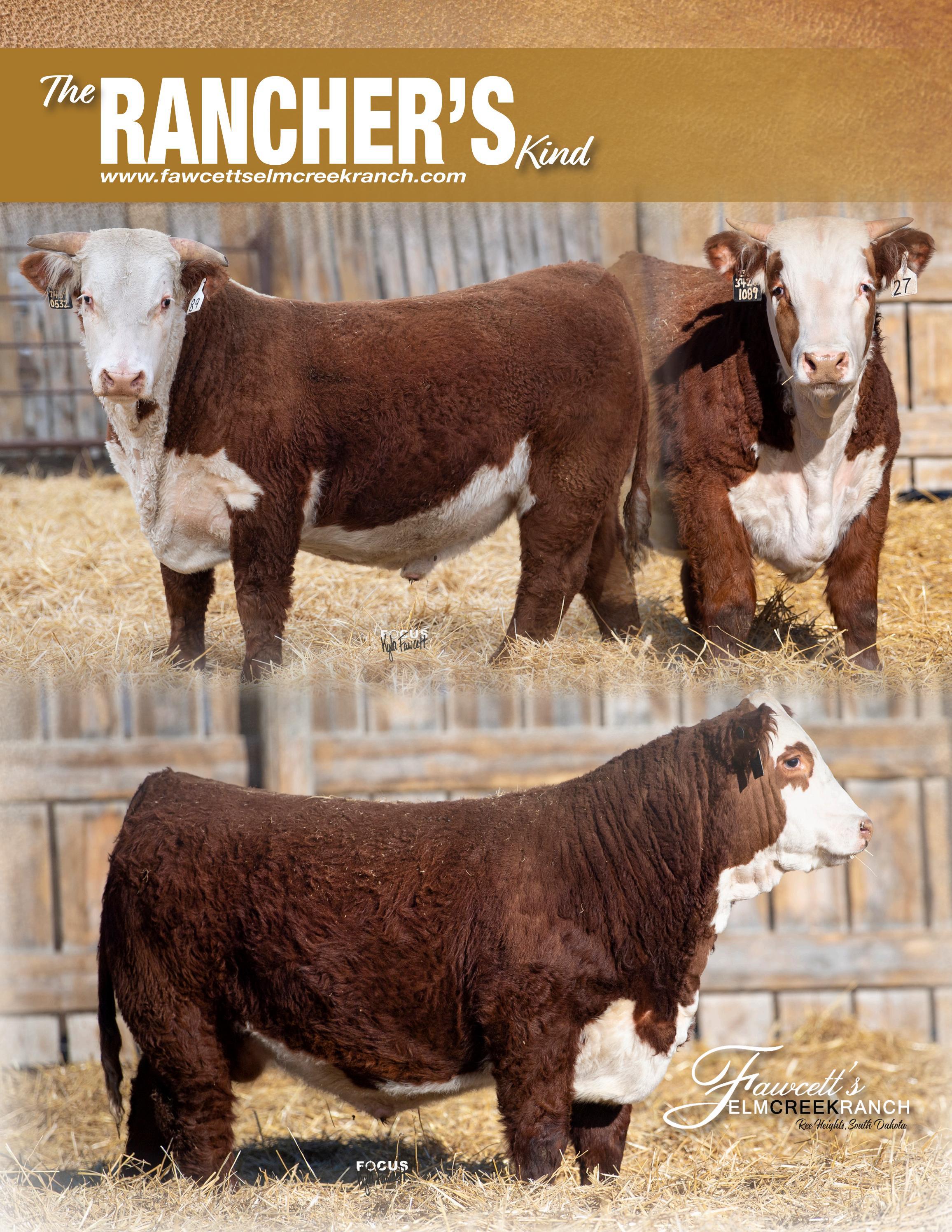 Fawcett's Elm Creek Ranch Annual Production Sale 2022 by Focus