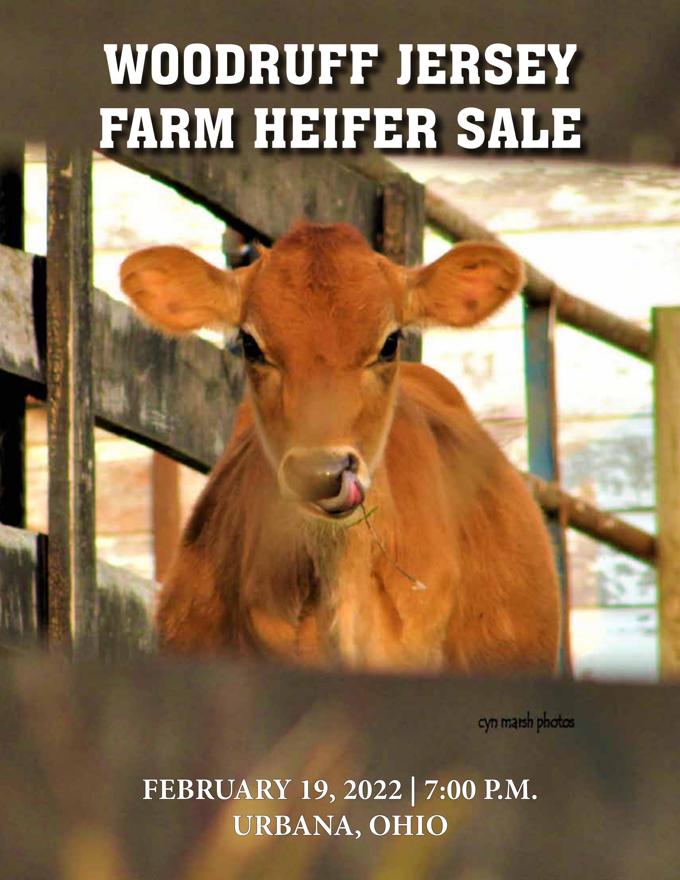 Woodruff Jersey Farm Heifer Sale by Dairy Agenda Today Issuu