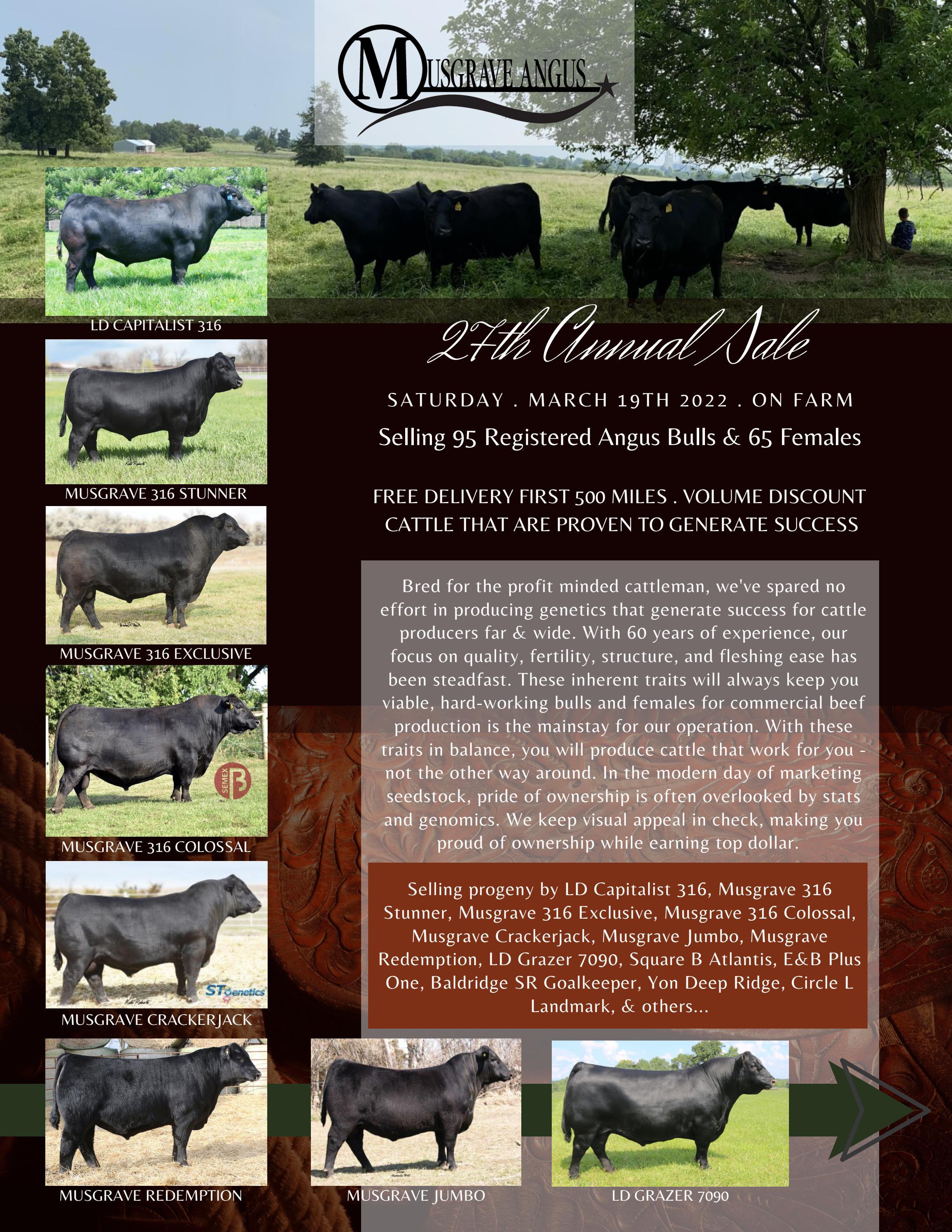 Musgrave Angus 27th Annual Production Sale by Ranch House Designs Issuu