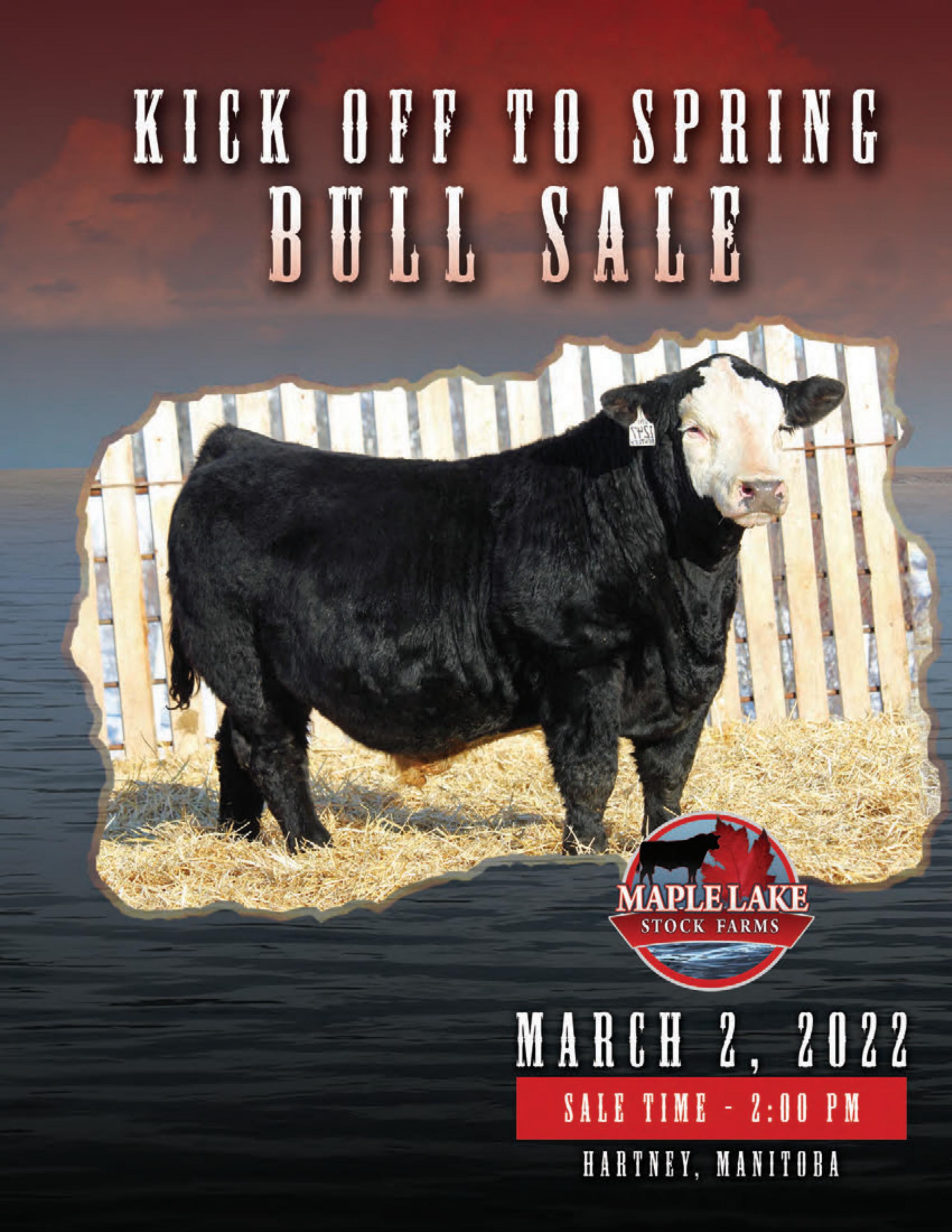 Maple Lake Bull Sale 2022 by Today's Publishing Inc. Issuu
