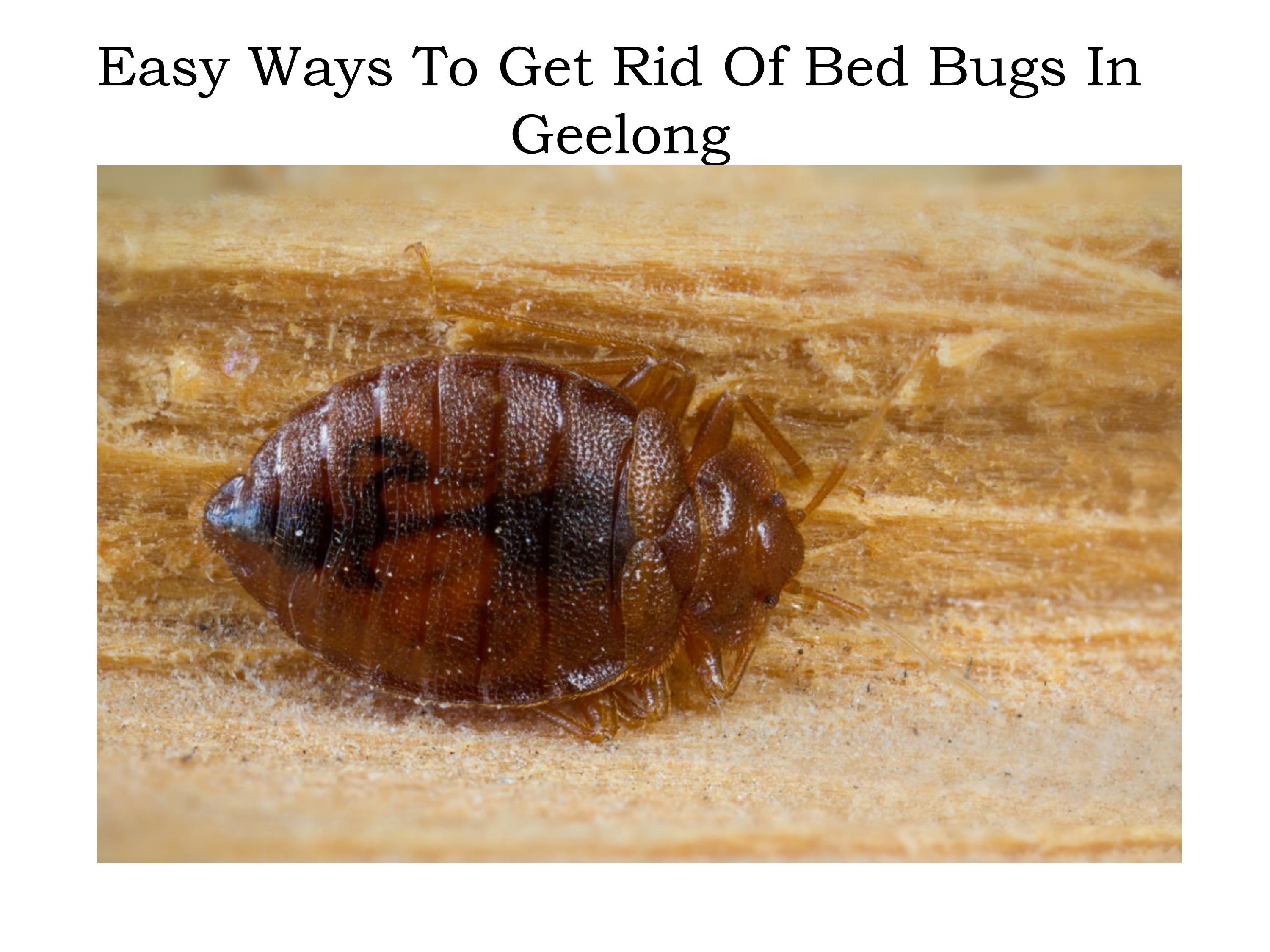 Regal Bed Bugs Pest Control Geelong by Alexcooper Issuu