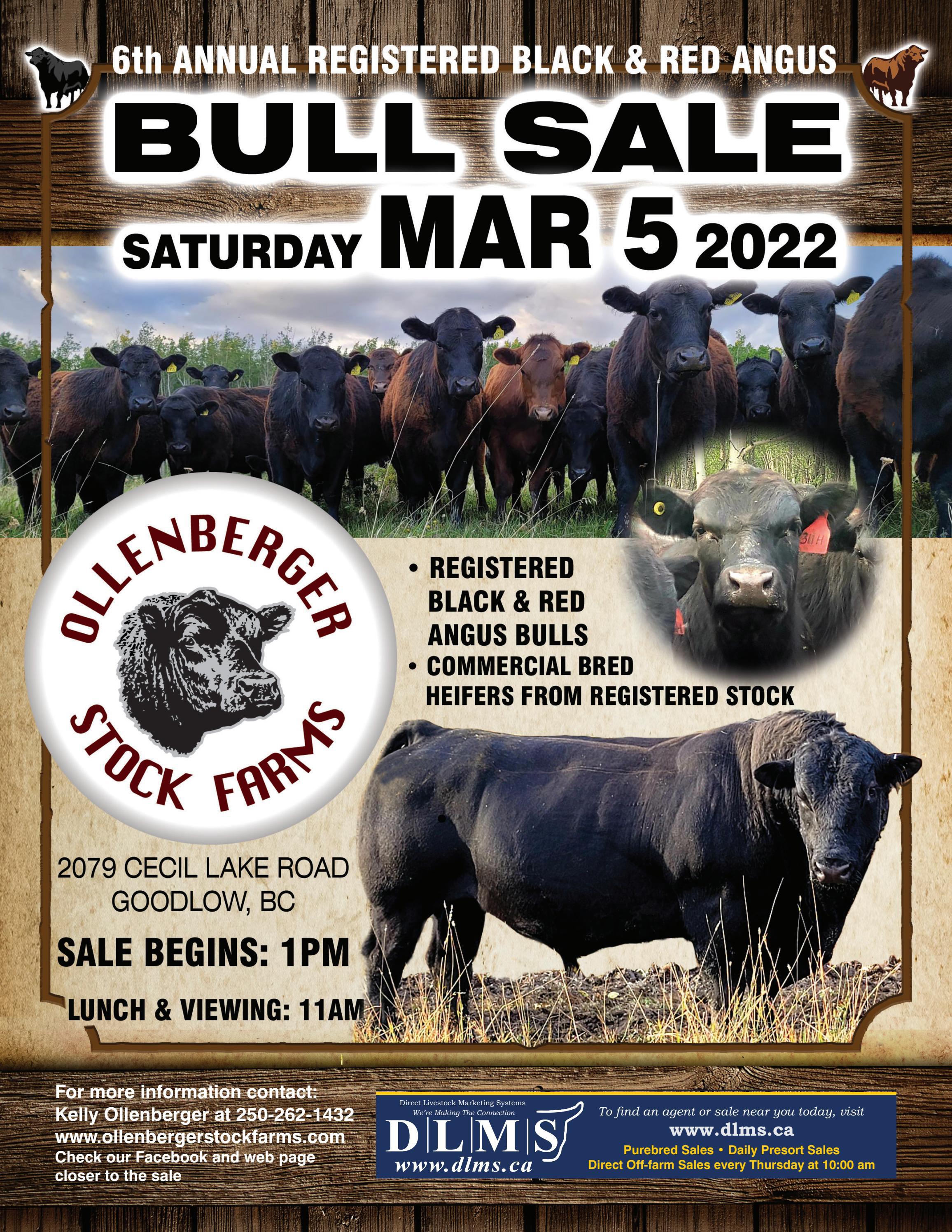 Ollenberger Stock Farms Bull Sale Goodlow, BC by DLMSCattlevids.ca