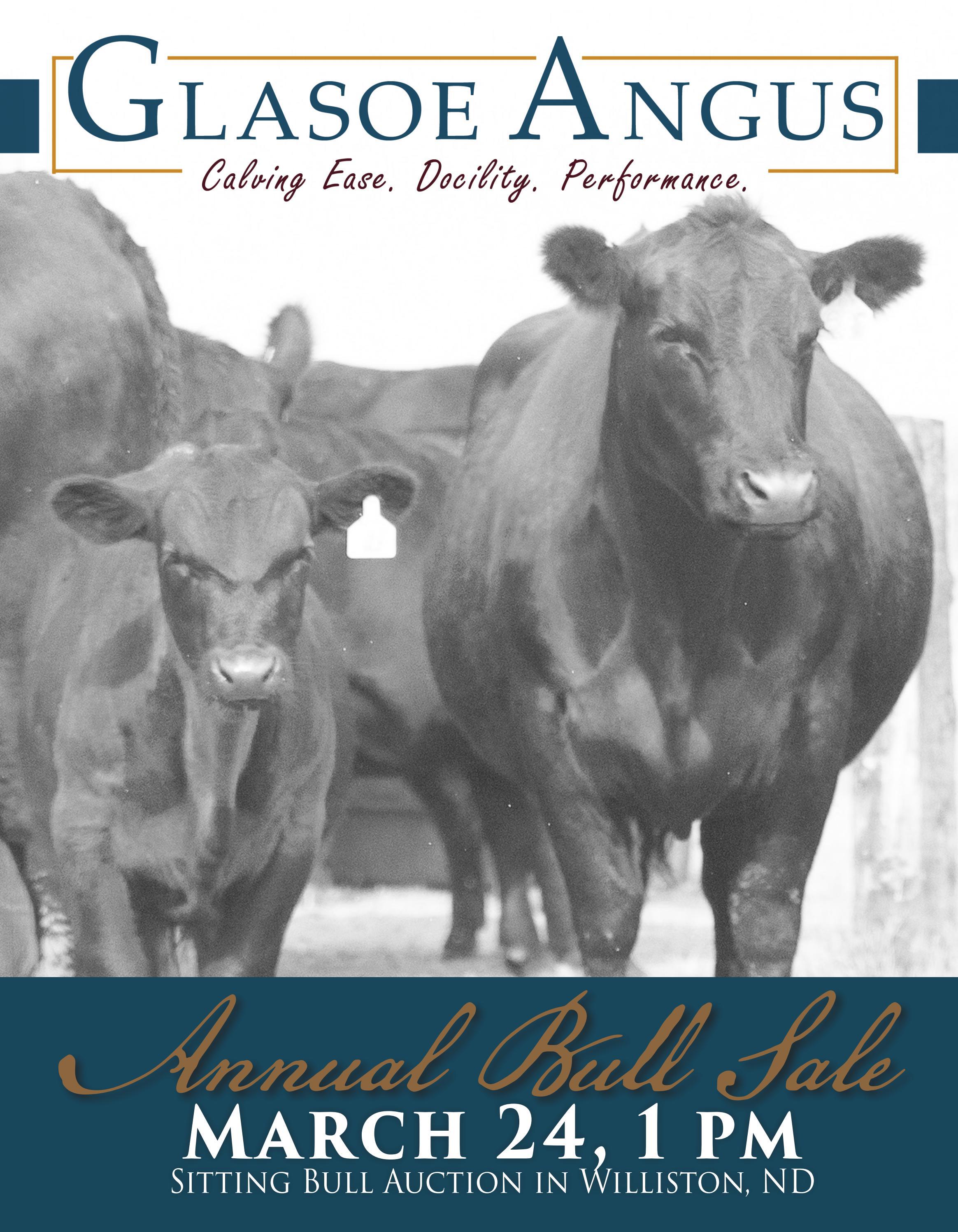 Glasoe Angus Bull Sale Catalog 2022 by PeltonLivestock Issuu