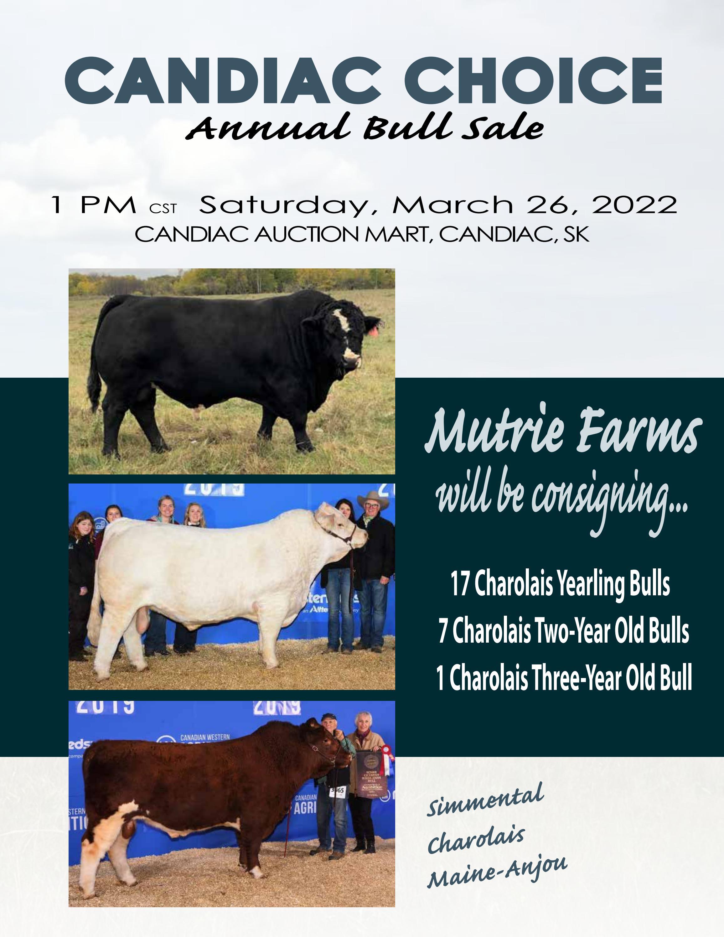 2022 Candiac Bull Sale Mutrie Farms Consignment by Carolyn McCormack