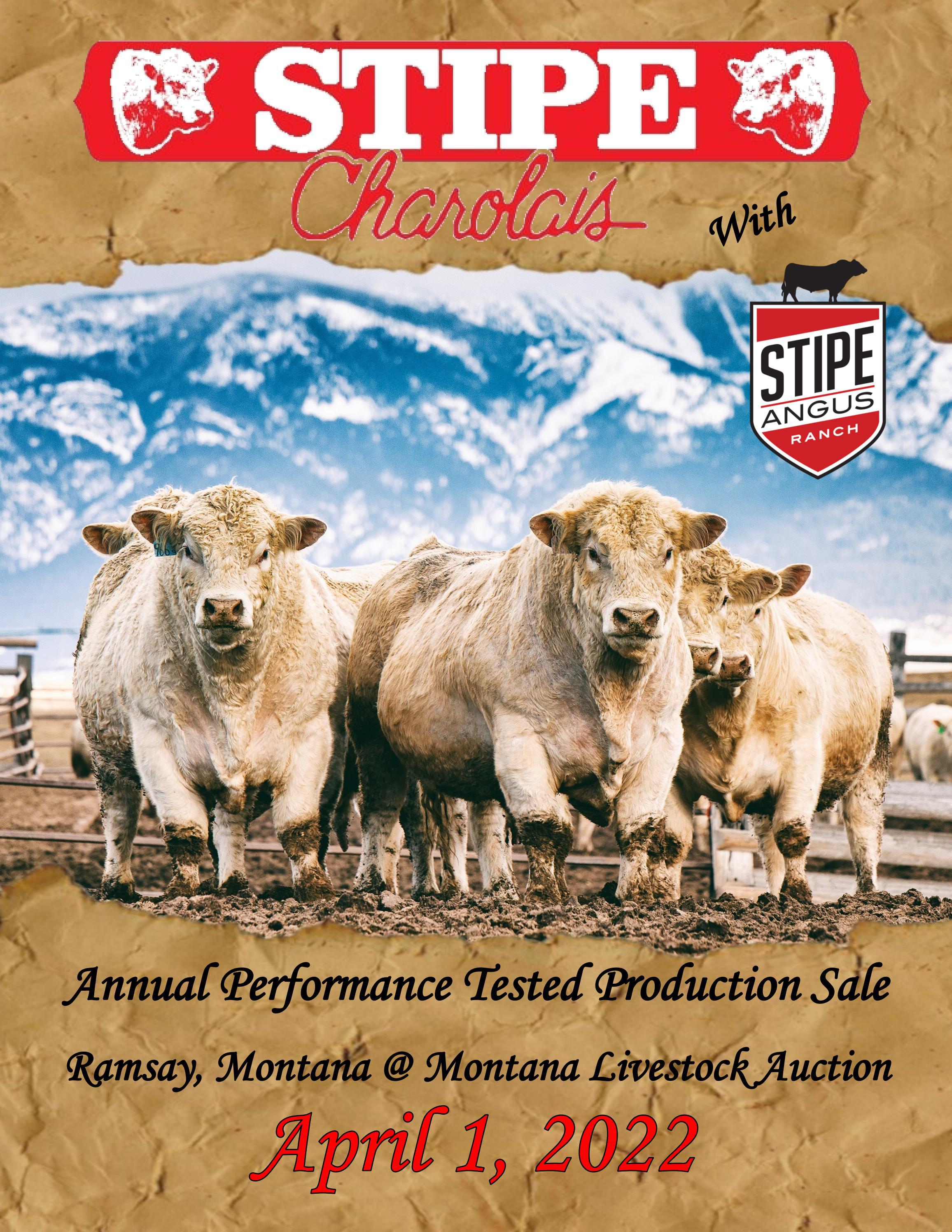 2022 Stipe Angus Sale Catalog by Ranch House Designs Issuu