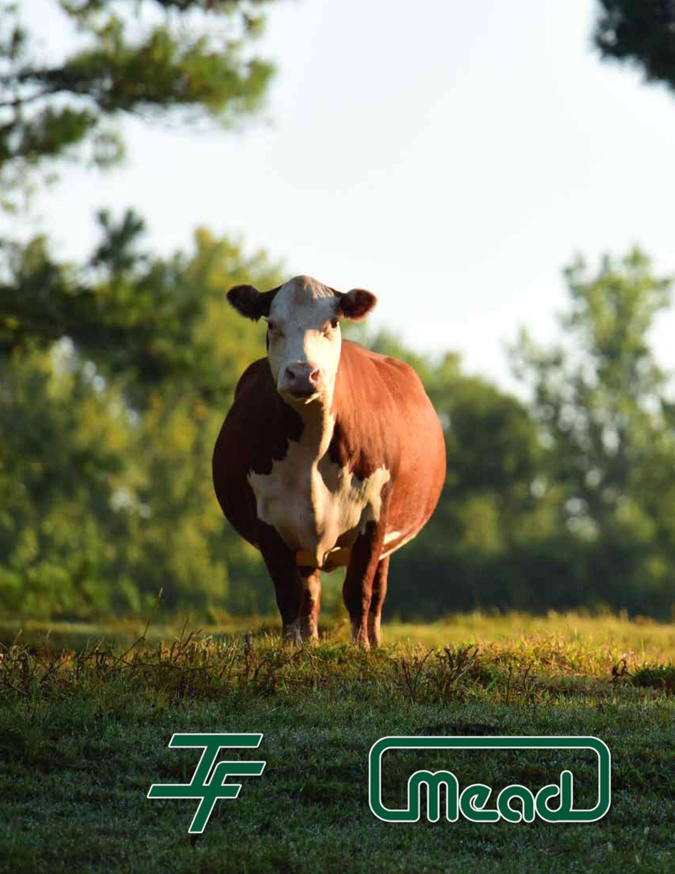 Innisfail Farm & Mead Cattle Joint Sale by American Hereford