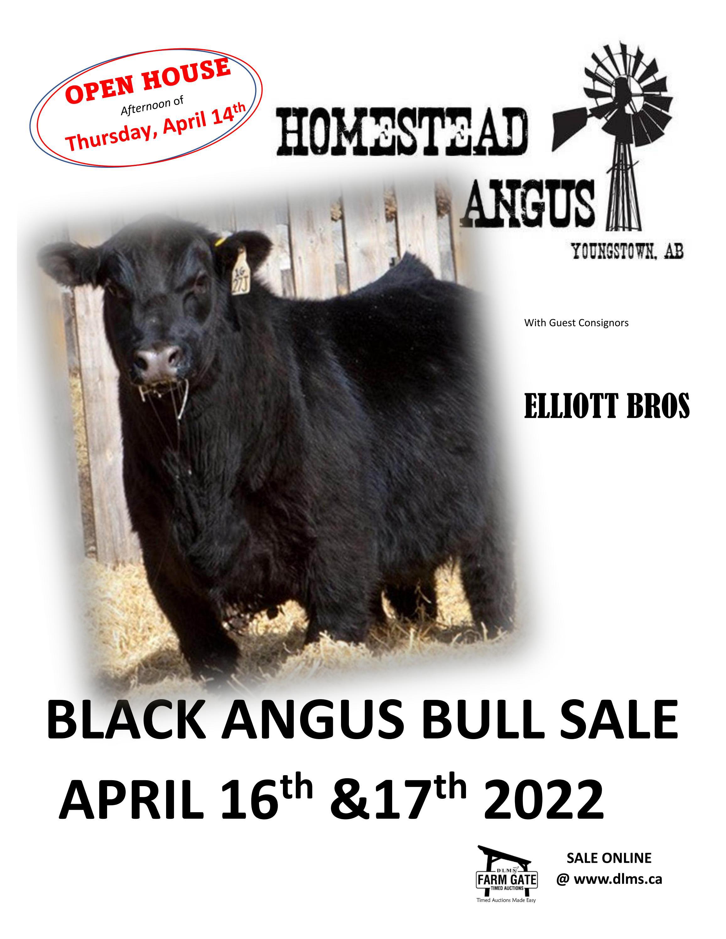 Homestead Angus Black Angus Yearling Bull Sale DLMS Farm Gate Timed