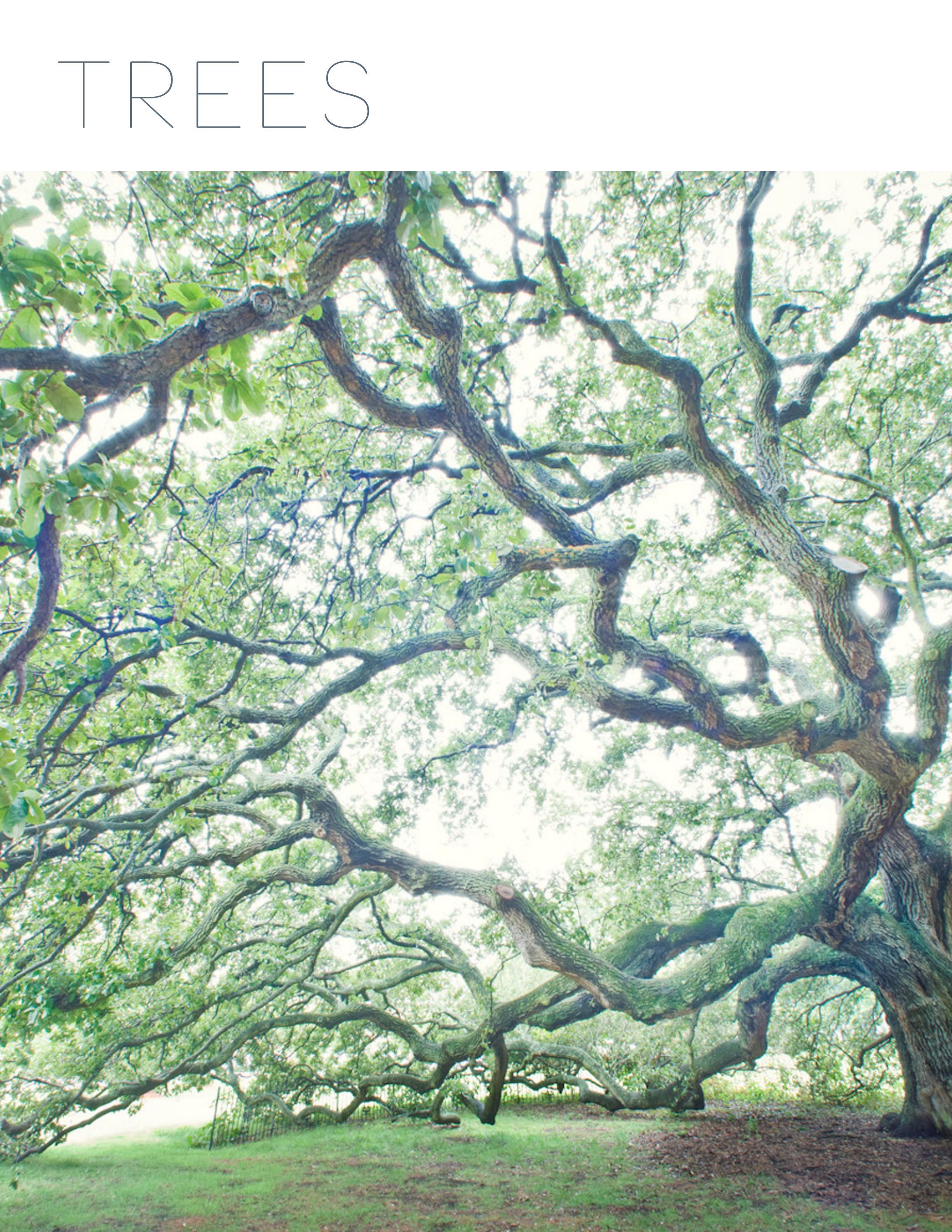 TREES Arbor Day by Page Bond Gallery  Issuu