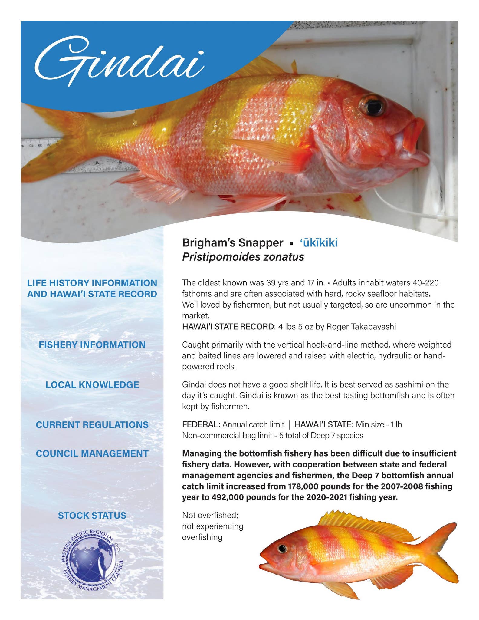 Gindai Fact Sheet by Western Pacific Regional Fishery Management