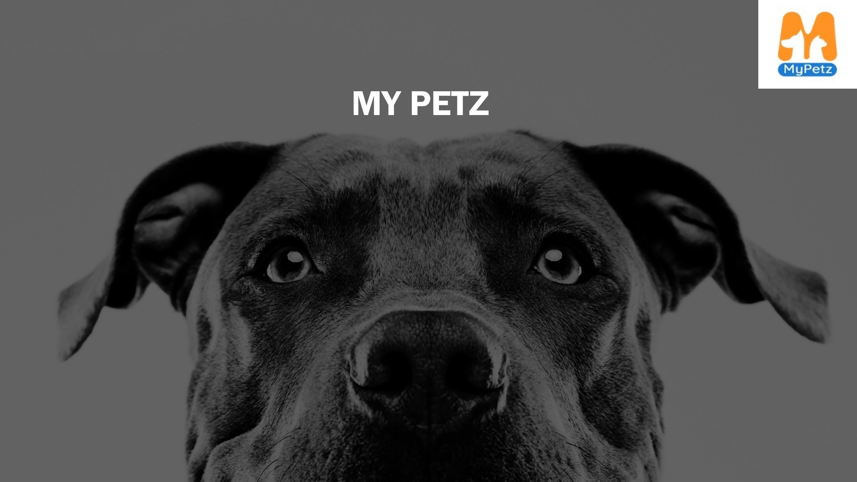 Looking For the Best Pet Store Online! Your Search Ends Here! | MyPetz