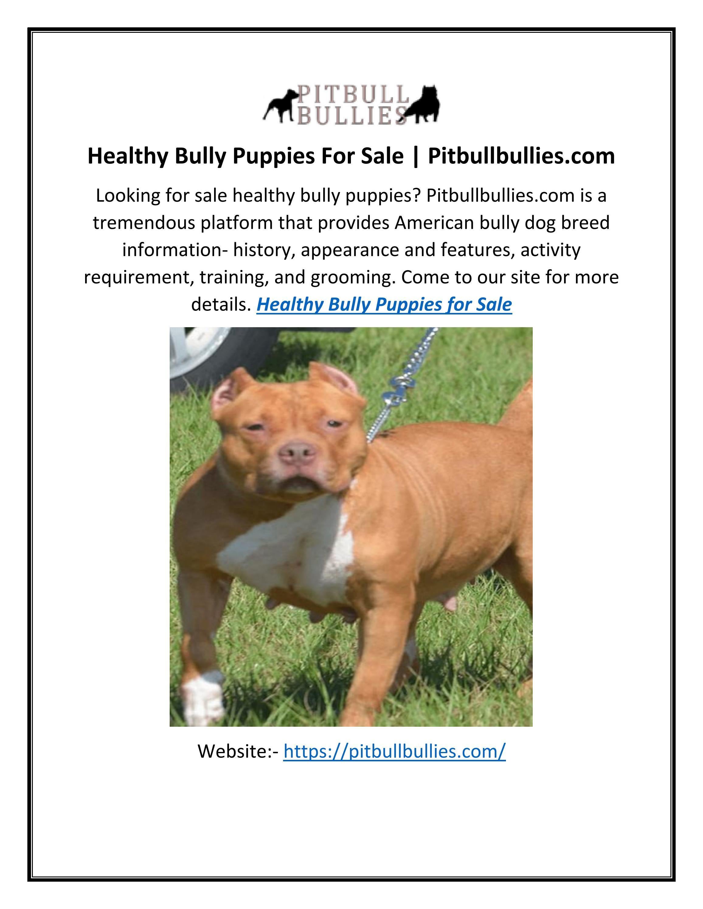 Healthy Bully Puppies For Sale by James Issuu