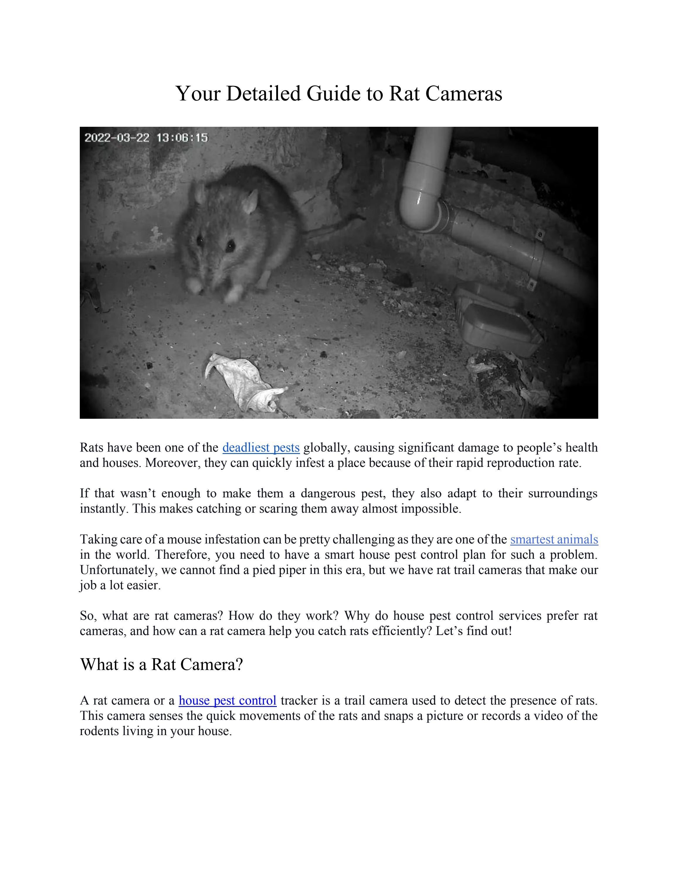The Complete Guide To Rat Symbolism Across Cultures - bfc7qbl