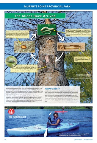 Murphys Point Provincial Park Info 指南 2022 第 10 页