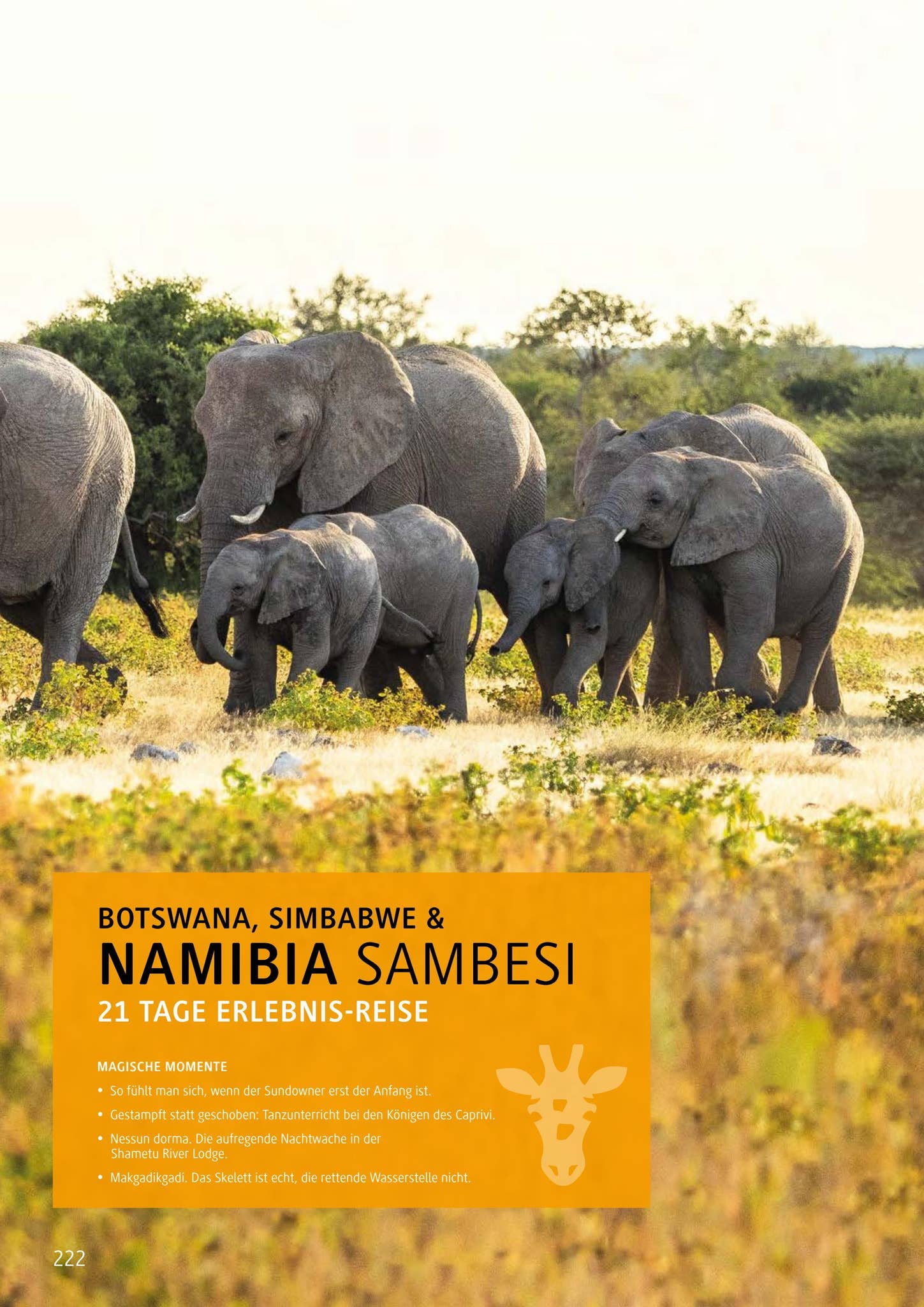 Chamäleon Katalog 2023 by Chamäleon Issuu