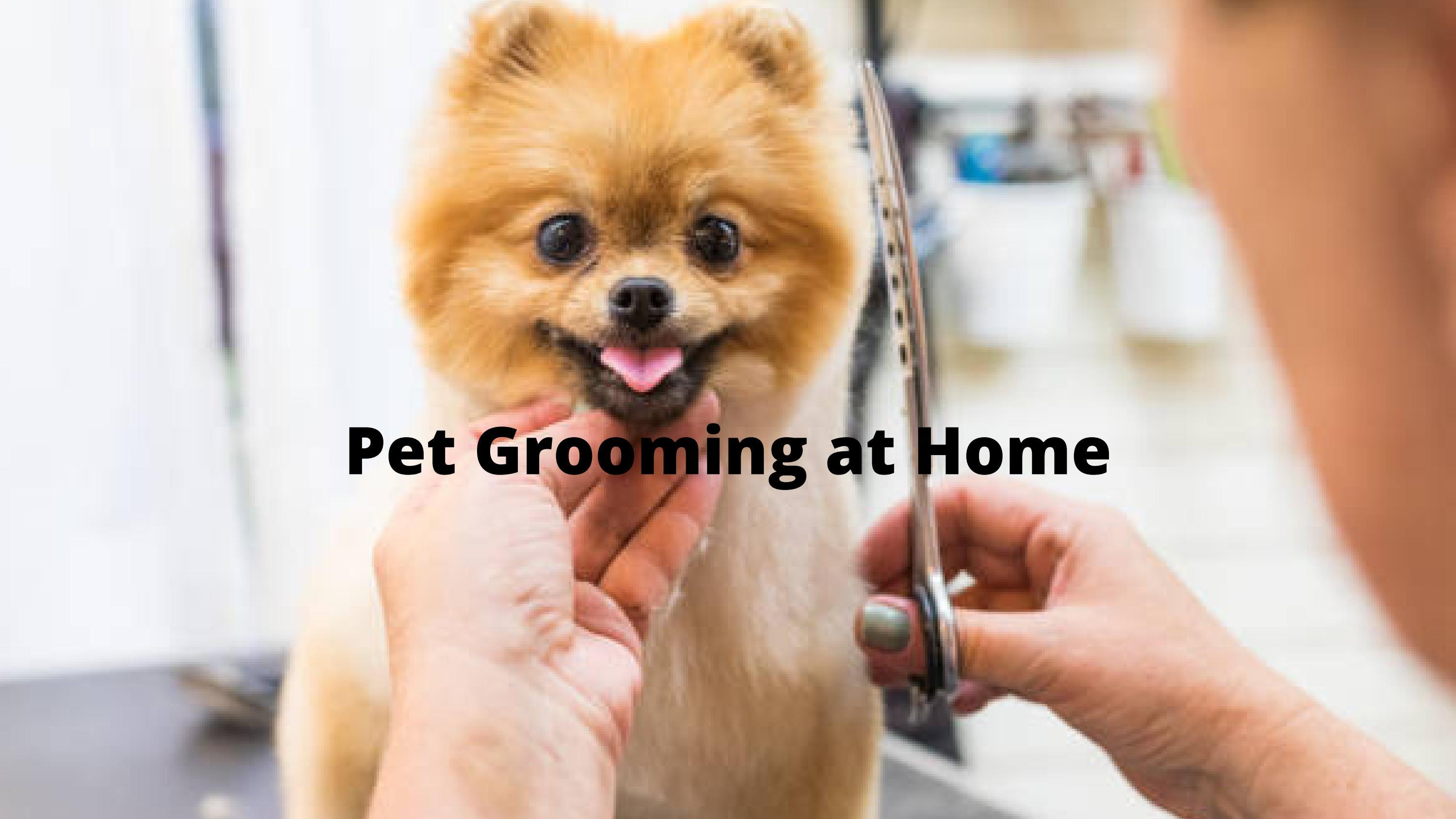 Pet Grooming at Home by bundletom Issuu
