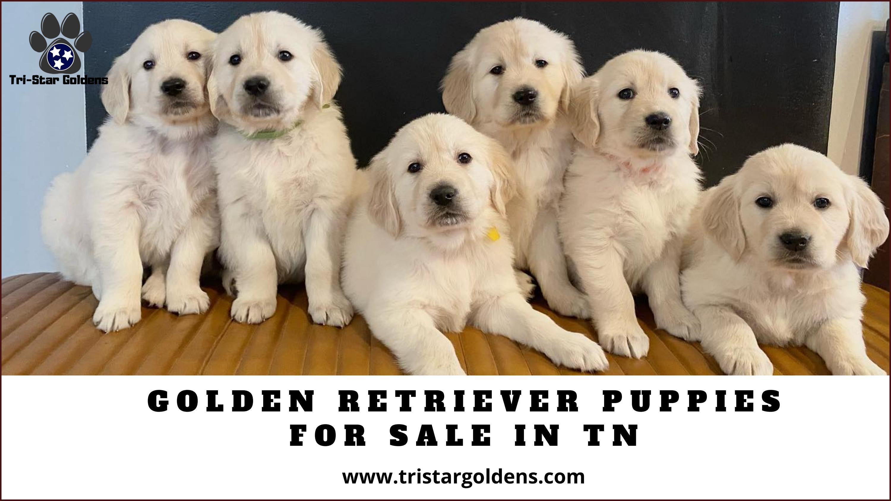 Top Quality Golden Retriever Puppies for Sale in Tennessee by Tristar