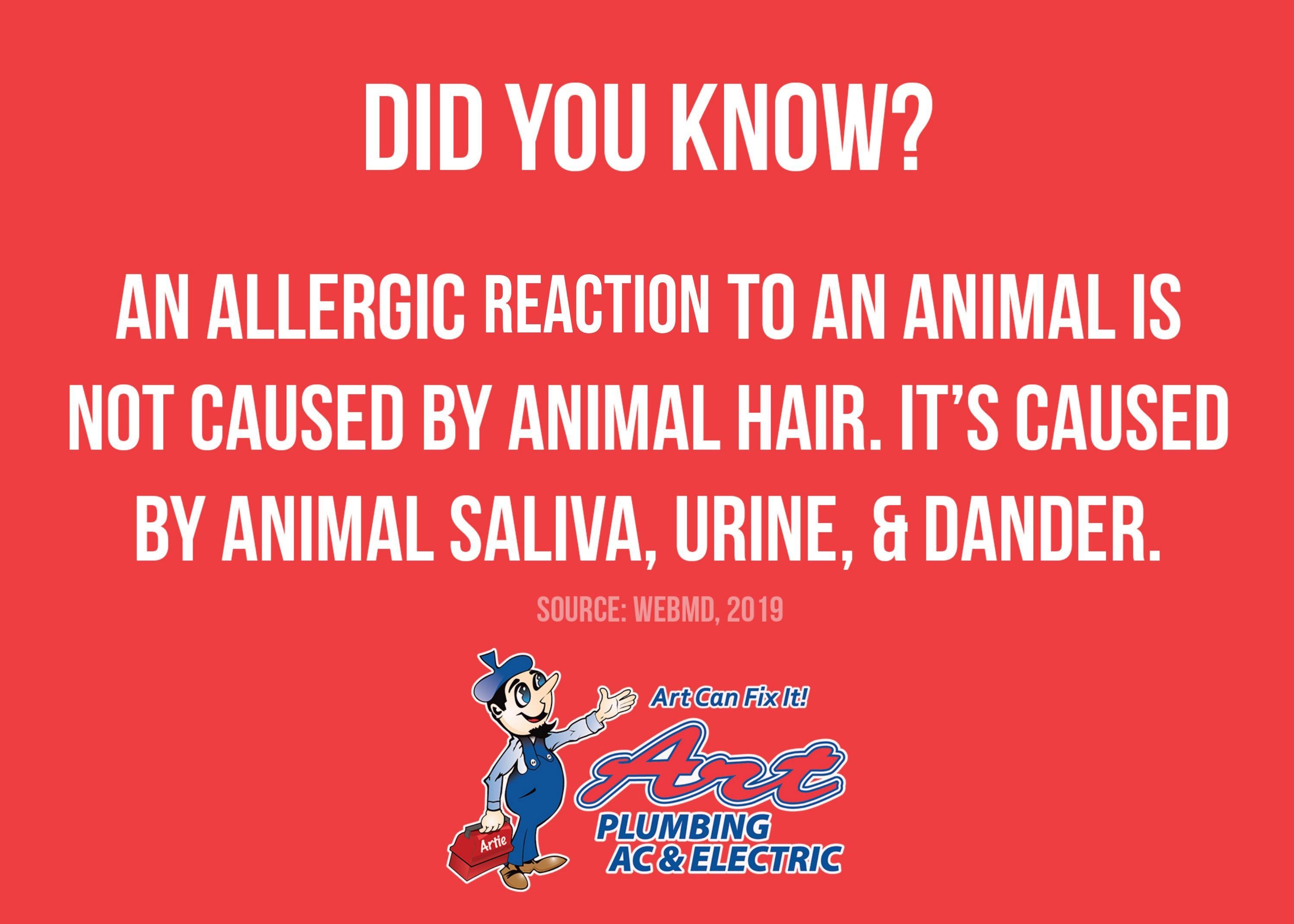 Allergic Reaction to an Animal is cause by Dander by Artsprings Issuu