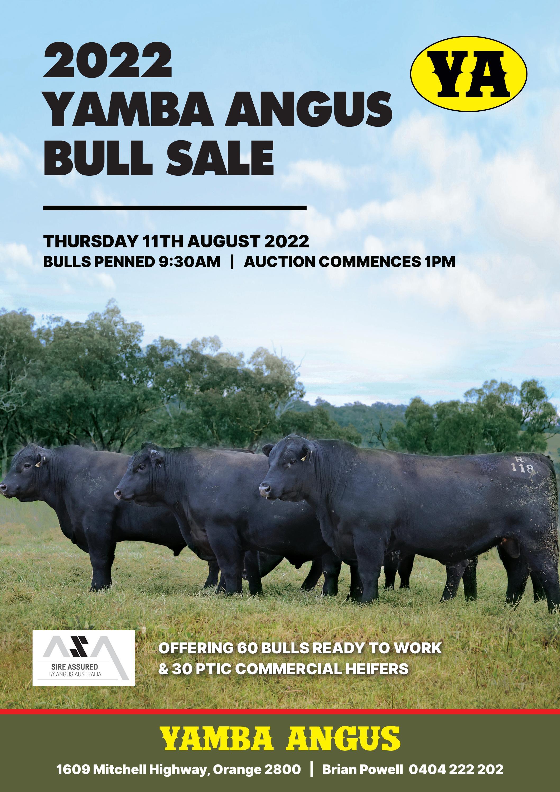 2022 Yamba Angus Catalogue by runningbare83 Issuu