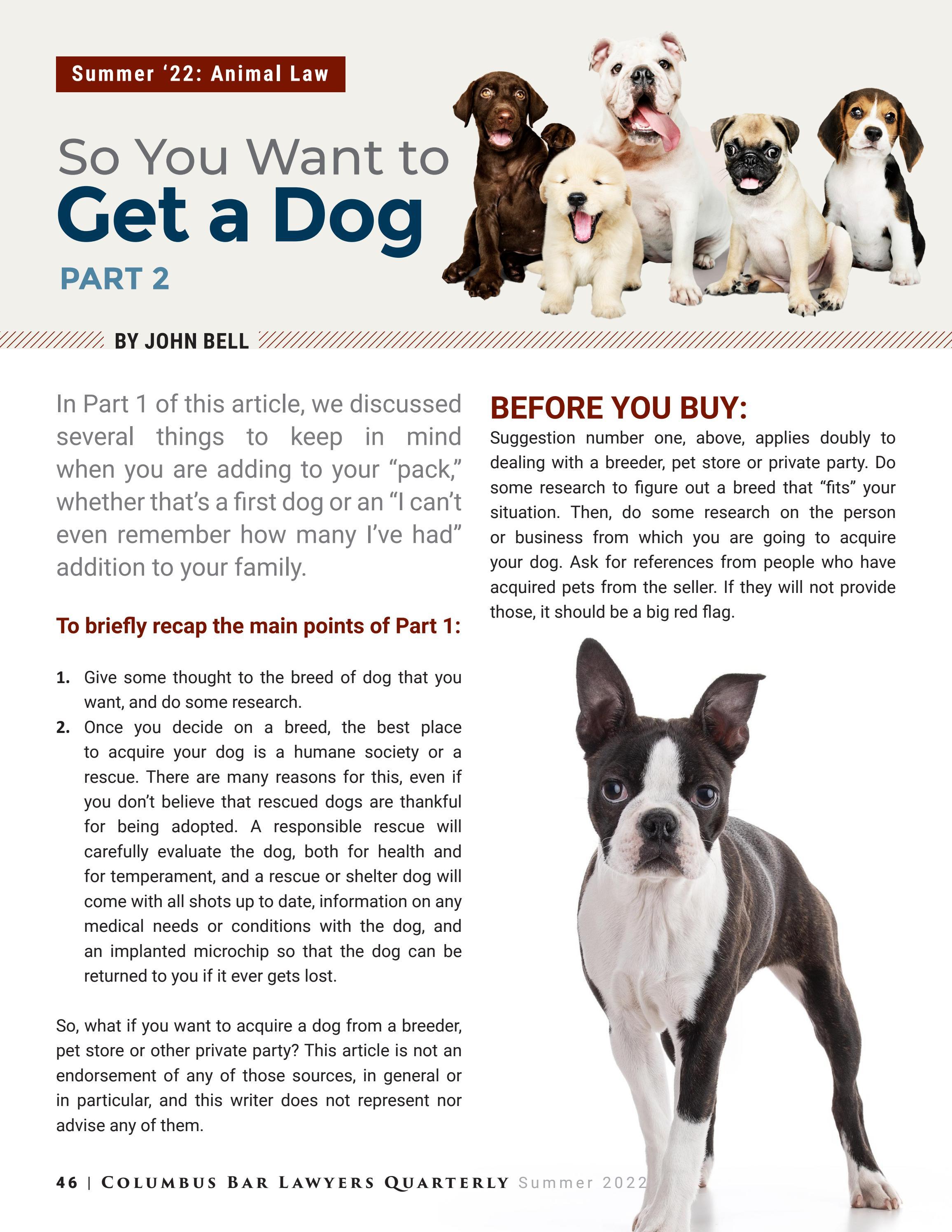 should-you-put-a-bell-on-your-dog
