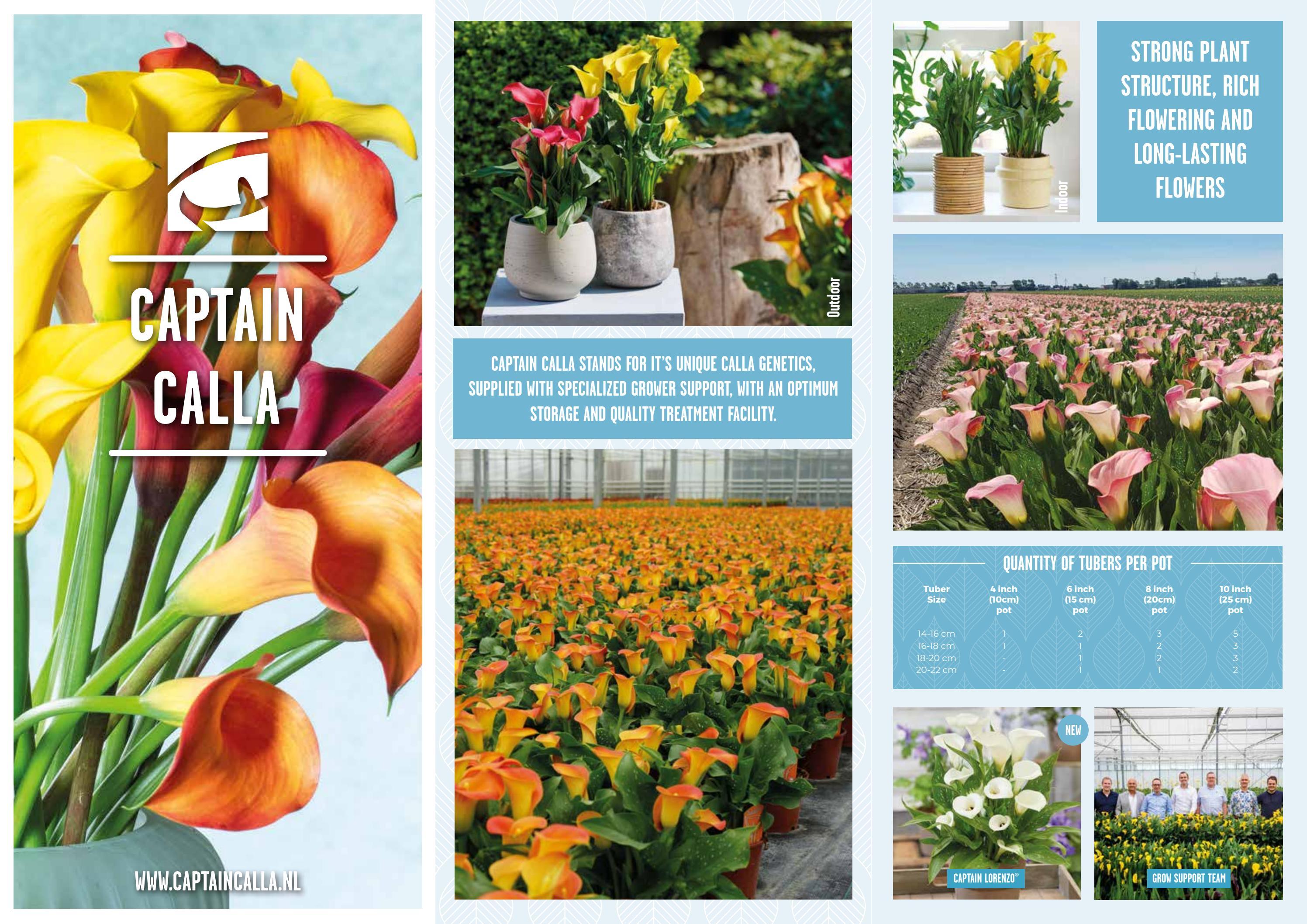 Captain Calla catalog by Kapiteyn Group Issuu