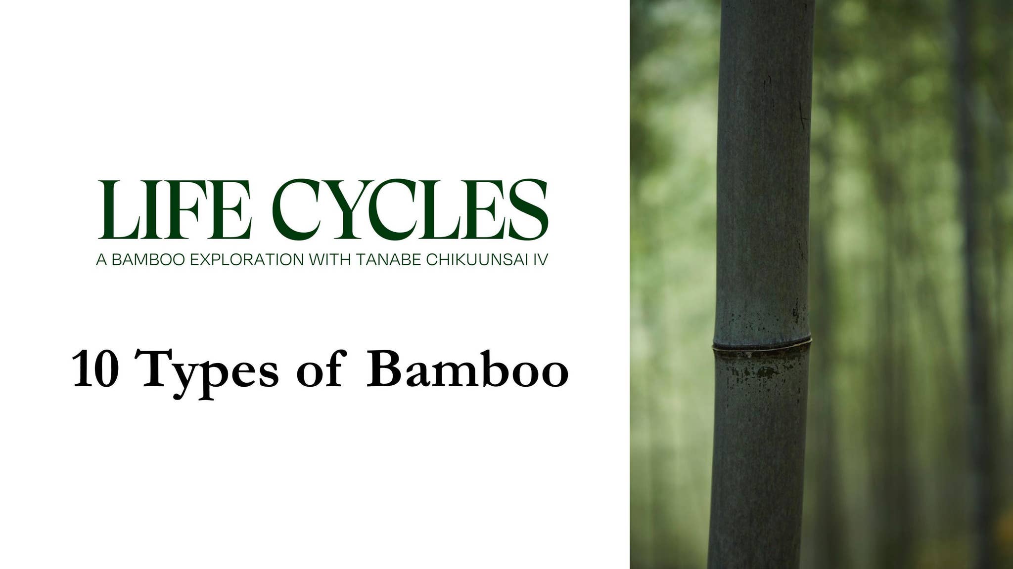 LIFE CYCLE | 10 Types of Bamboo by JapanHouseLA - Issuu