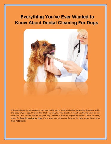 Everything You've Ever Wanted to Know About Dental Cleaning For Dogs by