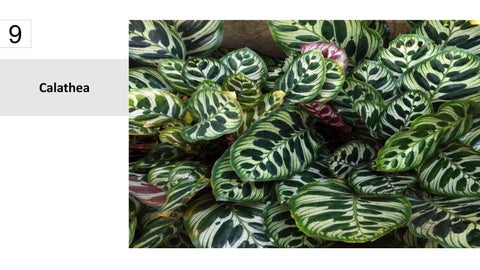 卫浴 Plants 15 Best Houseplants For Your 卫浴 第 10 页