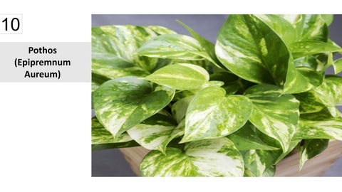 卫浴 Plants 15 Best Houseplants For Your 卫浴 第 11 页