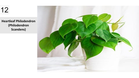 卫浴 Plants 15 Best Houseplants For Your 卫浴 第 13 页