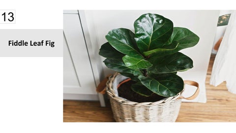 卫浴 Plants 15 Best Houseplants For Your 卫浴 第 14 页