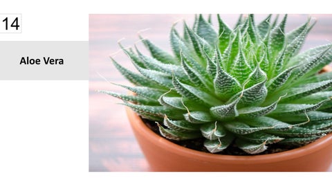 卫浴 Plants 15 Best Houseplants For Your 卫浴 第 15 页