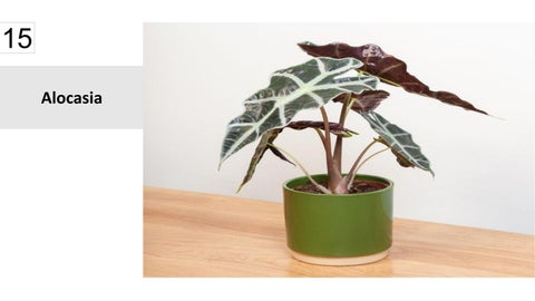 卫浴 Plants 15 Best Houseplants For Your 卫浴 第 16 页