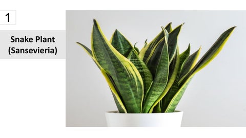 卫浴 Plants 15 Best Houseplants For Your 卫浴 第 2 页