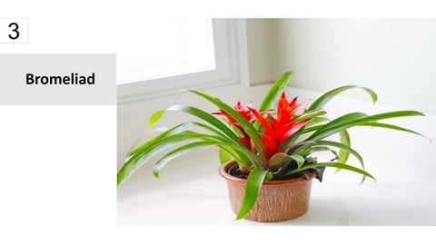 卫浴 Plants 15 Best Houseplants For Your 卫浴 第 4 页