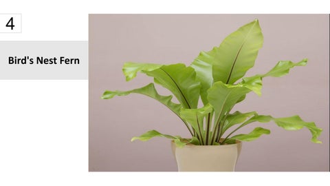 卫浴 Plants 15 Best Houseplants For Your 卫浴 第 5 页