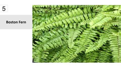 卫浴 Plants 15 Best Houseplants For Your 卫浴 第 6 页