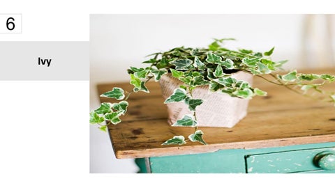 卫浴 Plants 15 Best Houseplants For Your 卫浴 第 7 页