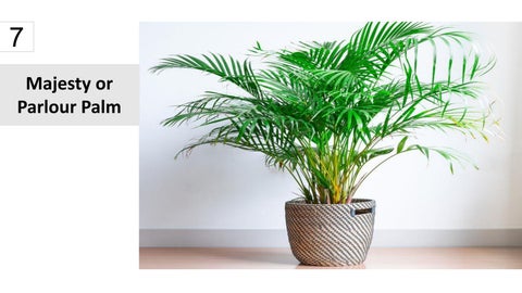 卫浴 Plants 15 Best Houseplants For Your 卫浴 第 8 页