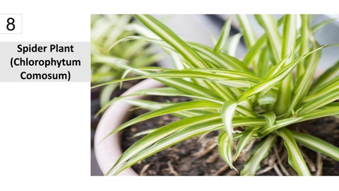 卫浴 Plants 15 Best Houseplants For Your 卫浴 第 9 页
